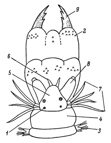 Схема строения головного конца нереиса с выпяченной глоткой: 1 - глаза, 2 - парагнаты (хитиновые пластинки на стенке глотки), 3 - параподия, 4 - перистомиум (первый сегмент), 5 - простомиум (головная лопасть), 6 - щупальце (антенна), 7 - щупальцевидные усики (тентакулярные циррусы), 8 - щупики (пальпы), 9 - челюсти
