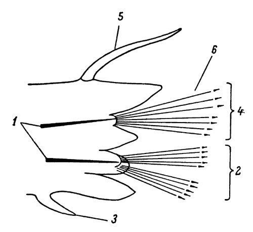Схема строения параподии нереиса: 1 - ацикула, 2 - брюшная ветвь (невроподия), 3 - брюшной усик (вентральный циррус), 4 - спинная ветвь (нотоподия), 5 - спинной усик (дорсальный, циррус), 6 - щетинки