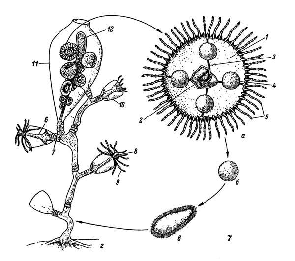 Рис. 7. Жизненный цикл гидроидных: а - медуза, б - яйцо, в - планула, г - колония полипов. 1 - зонтик, 2 - ротовой хоботок с ротовым отверстием, 3 - радиальный канал, 4 - половая железа, 5 - краевые щупальца, 6 - тело полипа, 7 - ножка, 8 - ротовой конус, 9 - щупальце, 10 - гидротека, 11 - гонотека, 12 - бластостиль с развивающимися медузами