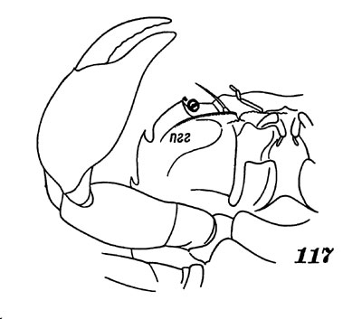 Рис. 117. Обыкновенный прибрежный краб, передняя часть головогруди с брюшной стороны (пгг - подглазничный гребень)