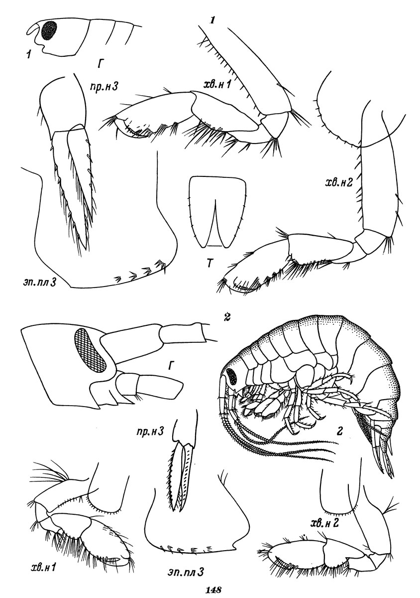 Рис. 148. Понтогенейя носатая (1) - детали строения; понтогенейя черноглазая (2) - общий вид и детали строения