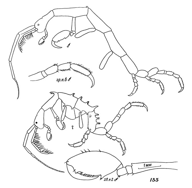 Рис. 155. Капрелла двузубцовая (самец и самка) - общий вид и детали строения