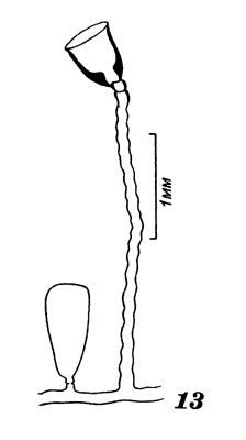 Рис 13. Кампанулярия платикарпа. Участок колонии с гидротекой и гонотекой