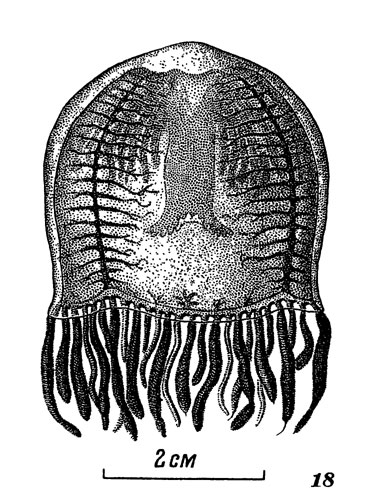 Рис. 18. Полиорхис сахалинский. Медуза