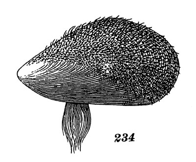 Рис. 234. Креномидия Грайана, молодой экземпляр (увеличен), покрытый волосовидными выростами 