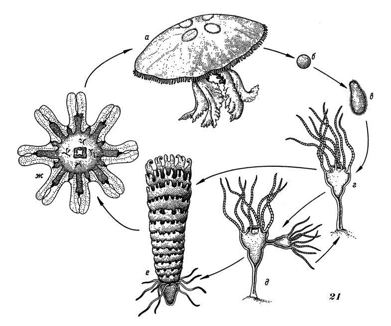 Рис. 21. Схема жизненного цикла сцифоидных: а - половозрелая медуза, б - яйцо, в - планула, г - сцифистома, д - почкование сцифистомы, е - стробиляция, ж - молодая медуза (эфира)