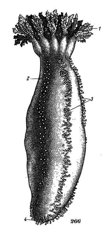 Рис. 266. Японский морской огурец: 1 - щупальца, 2 - амбулакральные ножки спинной стороны, 3 - амбулакральные ножки брюшной стороны, 4 - клоакальное отверстие