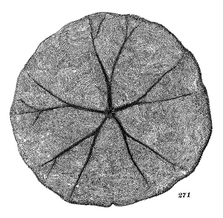 Рис. 271. Скафехинус необыкновенный (вид с ротовой стороны)