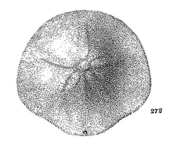 Рис. 272. Скафехинус серый (вид сверху)