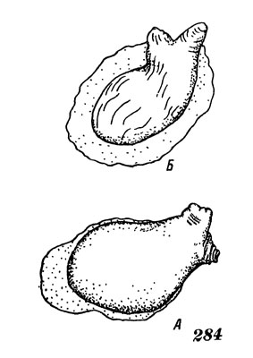 Рис. 284. Кнемидокарпа разнощупальцевая (А), кнемидокарпа монниоти (Б)
