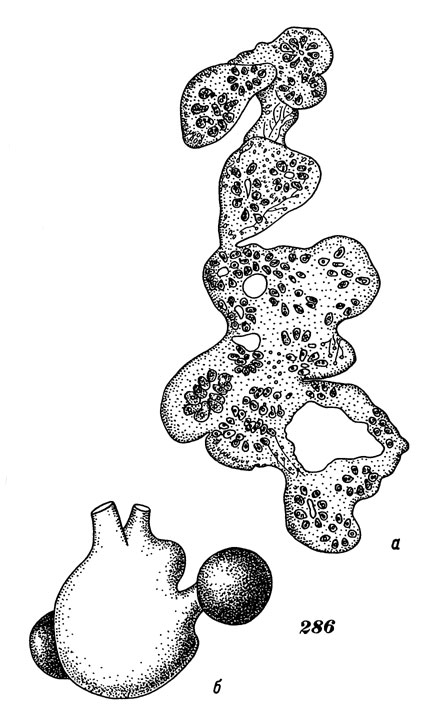Рис. 286. Ботриллоидес безъязычковый: а - общий вид колонии, б - отдельный зооид 