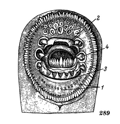 Рис. 289. Ротовая воронка тихоокеанской миноги: 1 - нижнегубные зубы, 2 - верхнечелюстная пластинка, 3 - нижнечелюстная пластинка, 4 - боковые губные зубы