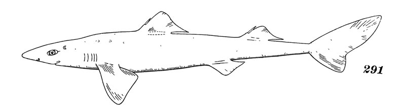 Рис. 291. Короткоперая колючая акула 