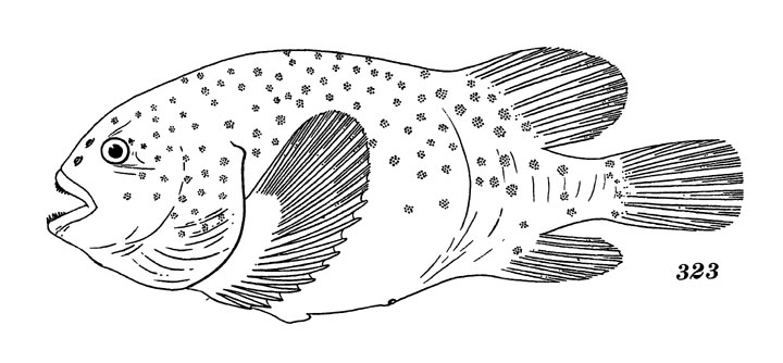 Рис. 323. Круглопер голый, или толстокожая лягушка-рыба 