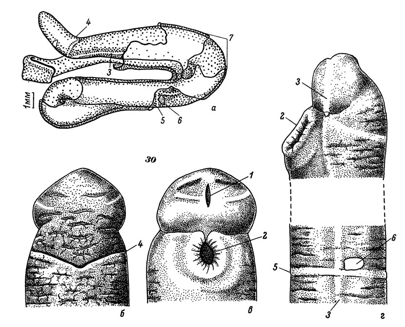 Рис. 30. Пунктирный тубуланус: а - общий вид; передний конец тела: б - со спинной стороны, в - с брюшной стороны, г - сбоку; 1 - отверстие хобота, 2 - рот, 3 - боковая светлая полоса, 4 - переднее пигментное кольцо, 5 - четвертое пигментное кольцо, 6 - боковой орган, 7 - трубка