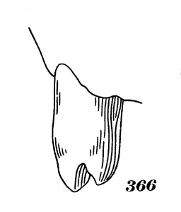 Рис. 366. Строение коронки второго верхнего резца ушастого тюленя (вид сбоку)