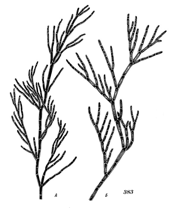 Рис. 383. Кладофора Стимпсона: А - веточка растения, живущего весной и летом в сублиторали, Б - веточка растения, живущего зимой на литорали