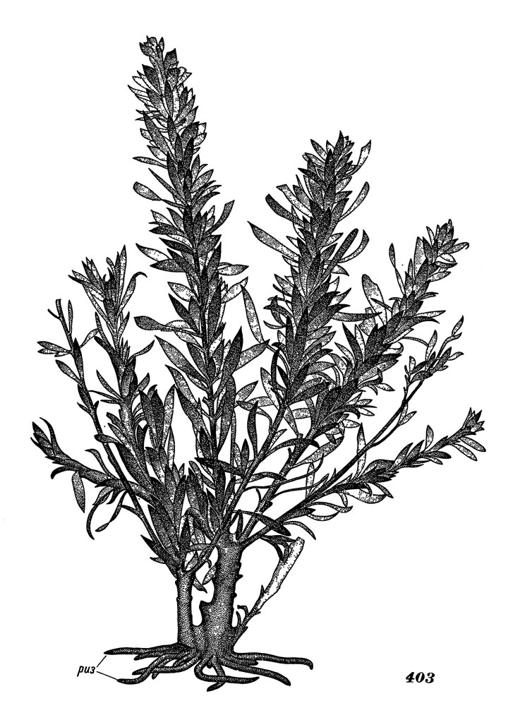 Рис. 403. Саргассум Миябе. Растение с ризоидами (риз) - обитатель литорали