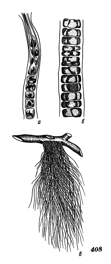 Рис. 408. Бангия буровато-пурпурная, а - общий вид, б - средняя часть слоевища, в - нижняя часть слоевища с ризоидами
