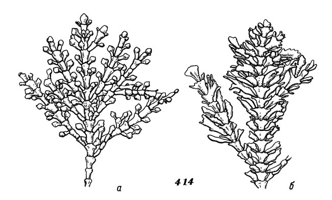 Рис. 414. Кароллина шариконосная. Растения из различных мест обитания (а, б)