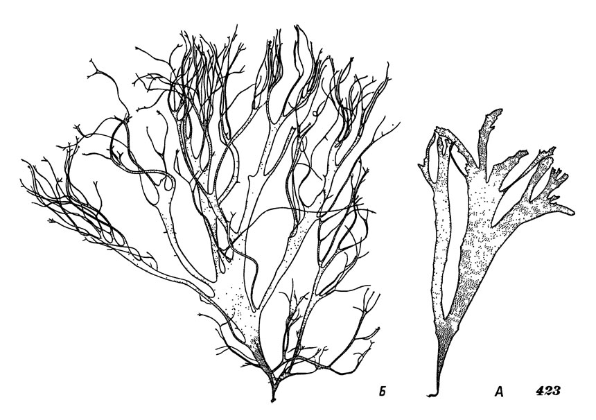 Рис. 423. Родимения узкоугольная, растения из различных мест обитания (А, Б)