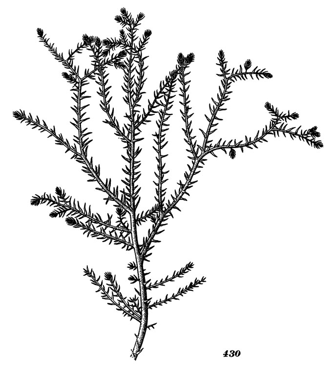 Рис. 430. Родомела лиственичная шиповатая