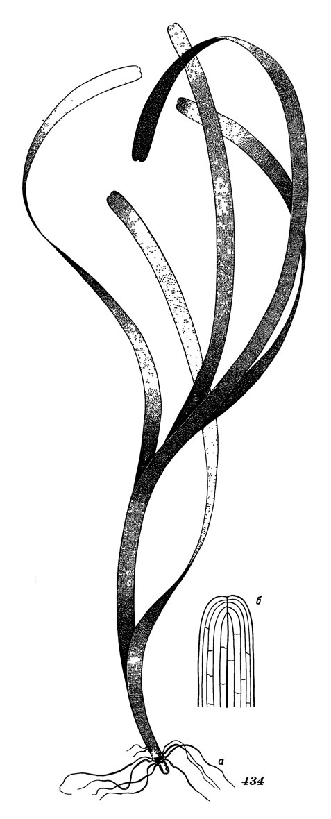 Рис. 434. Зостера азиатская: а - общий вид, б - верхушка листа, в - средняя часть листа 