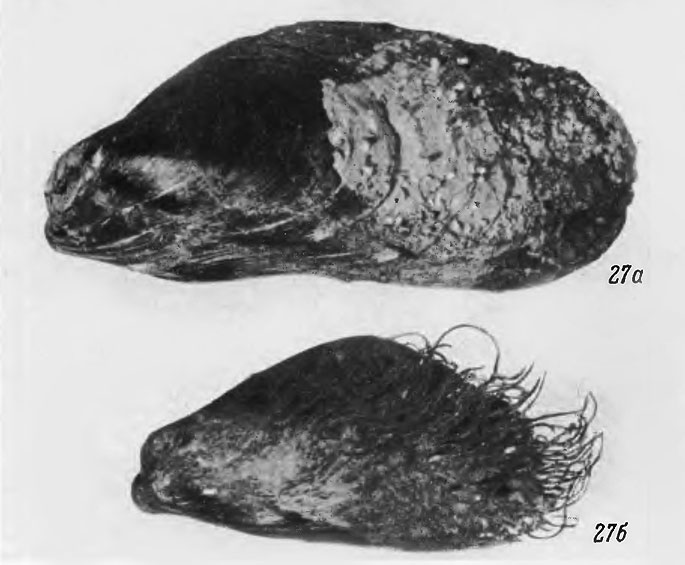 Фот. 27. Модиолус длиннощетинистый: а - левая створка раковины старого экземпляра, б - молодой экземпляр