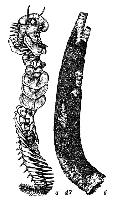 Рис. 47. Хетоптер разноногий, или 'морской дракон' : а - общий вид, б - передний конец трубки