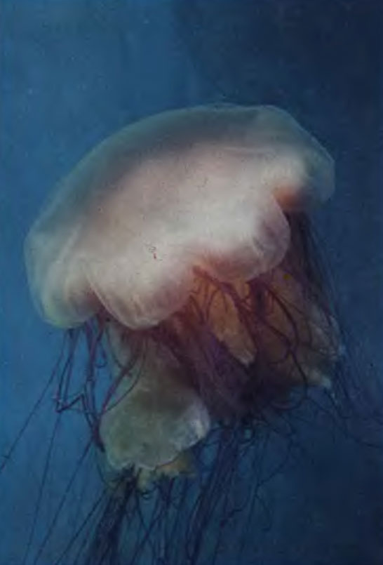 Цв. фот. 18. Сцифоидная медуза цианея обыкновенная