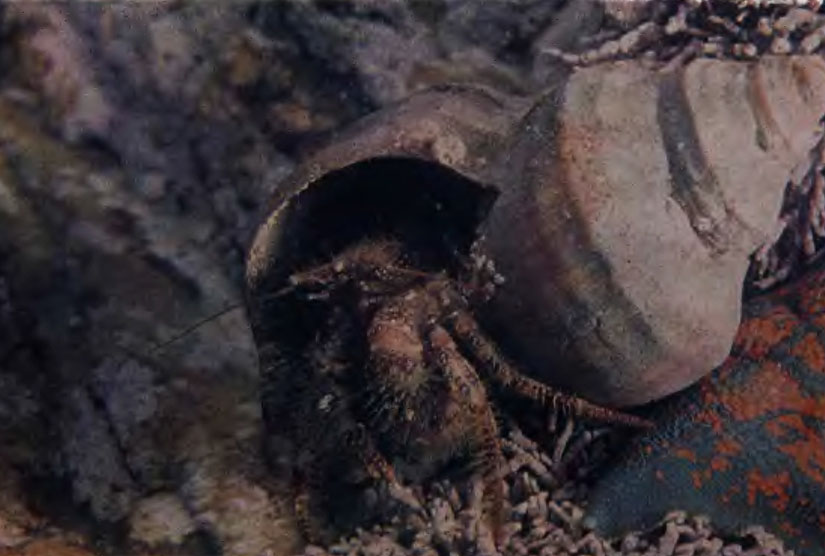 Цв. фот. 26. Волосатый рак-отшельник в раковине брюхоногого моллюска нептунеи