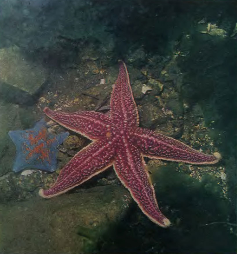Цв. фот. 51. Амурская морская звезда (в центре) и гребешковая патирия