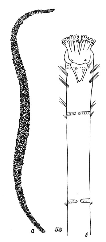 Рис. 55. Овения веретеновидная : а - общий вид трубки, б - передний конец тела с брюшной стороны