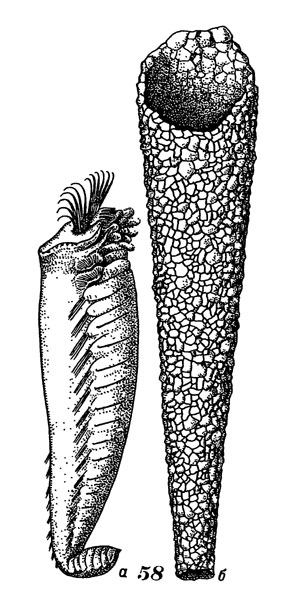 Рис. 58. Пектинария - 'трубочник': а - червь, вынутый из трубки, б - трубка