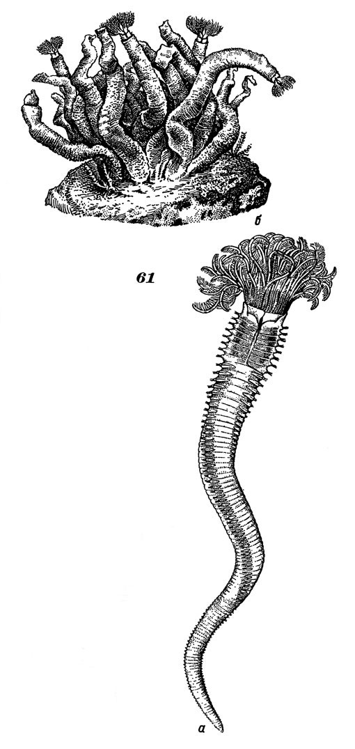 Рис. 61. Биспира многообразная: а - червь, вынутый из трубки, б - сросток трубок на камне