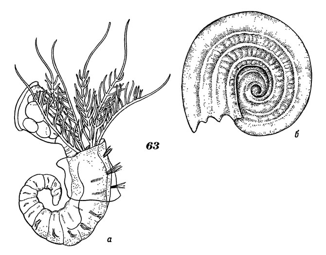Рис. 63. Спирорбис ячеистый: а - червь, вынутый из трубки, б - трубка