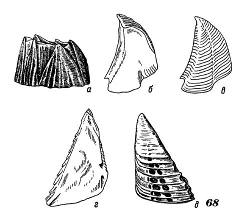 Рис. 68. Треугольный морской желудь: а - общий вид, б, в - тергум, г, д - скутум. Тергум и скутум с внутренней (б, г) и наружной (в, д) сторон