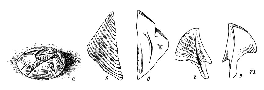 Рис. 71. Необычный морской желудь: а - общий вид, б, в - скутум, г, д - тергум.