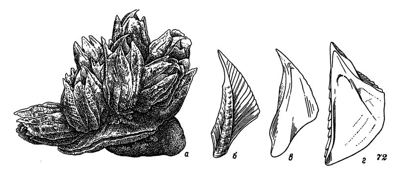 Рис. 72. Клювоносый морской желудь: а - общий вид, б, в - тергум с наружной (б) и внутренней (в) сторон, г - скутум с внутренней стороны