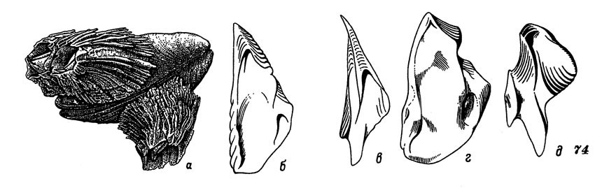 Рис. 74. Ребристый морской желудь: а - общий вид, б-д - скутум и тергум с внутренней стороны нормального (б, в) и сильно коррозированного экземпляра (г, д)