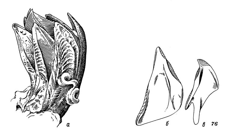 Рис. 76. Гигантский морской желудь: а - общий вид, б, в - скутум (б) и тергум (в) с внутренней стороны