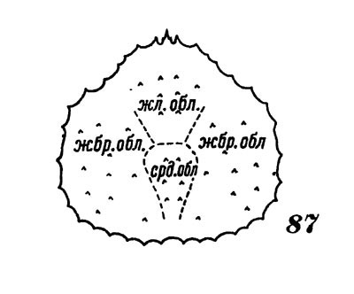 Рис. 87. Схема строения карапакса камчатского краба: 1 - желудочная область, 2 - сердечная область, 3 - жаберная область