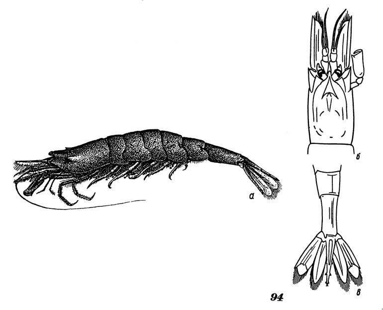 Рис. 94. Песчаный шримс, морская разновидность, а - общий вид, б - головогрудь, в - брюшко и тельсон