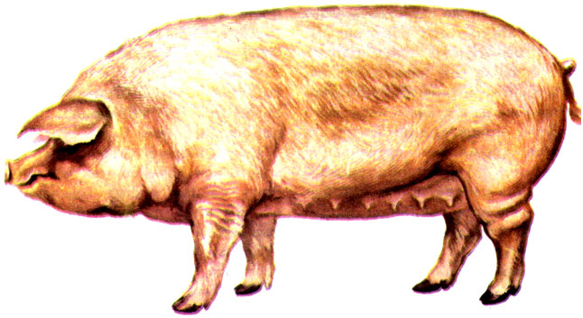 Рис. 2. Свиноматка уржумской породы