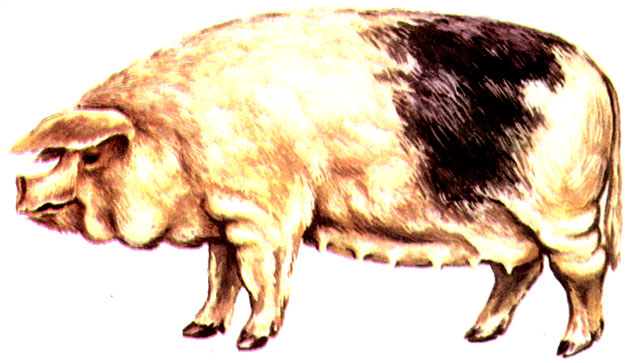 Рис. 4. Свиноматка ливенской породы