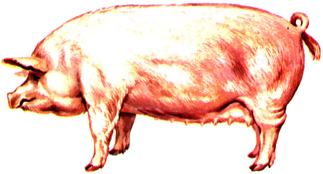 Рис. 7. Свиноматка крупной белой породы
