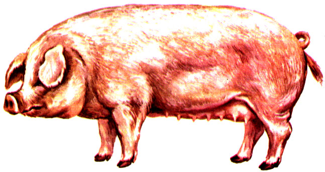 Рис. 8. Свиноматка эстонской беконной породы