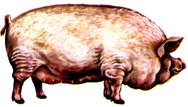 Рис. 11. Свиноматка сального типа