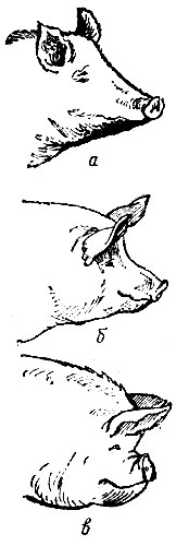 Рис. 4. Голова: а - грубая; б - легкая; в - переразвитая