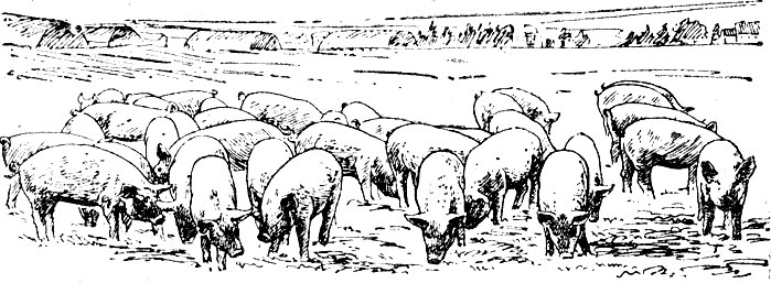 Рис. 38. Группа молодняка первого периода мясного откорма